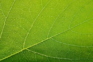 Sustainable